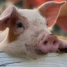 Embarques de carne suína crescem 7,8% em abril