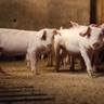 Reino Unido cria grupo para revisar atordoamento pré-abate de suínos