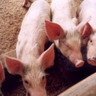 Xenotransplantes: avanços e desafios no uso de órgãos de porcos