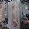Produção de carne suína cai 1% no primeiro trimestre de 2024, aponta IBGE