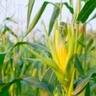 Preços do milho no início de maio mantêm estabilidade, avalia Cepea