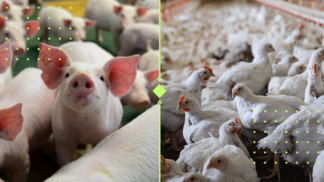 Boletim DERAL traça panorama da produção e custos de suínos e frangos no Paraná