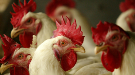 Cotações do frango vivo em alta: avicultores paulistas colhem benefícios