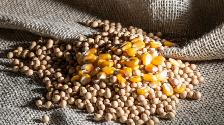 Plantio de soja atinge 1,5% no Brasil e milho verão alcança 18,3%