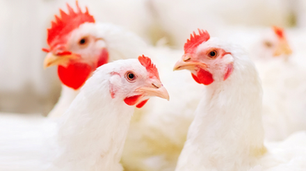 Reino Unido tem novas metas de combate às mudanças climáticas para empresas avícolas