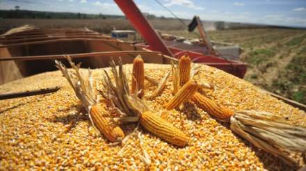 ANEC antecipa aumento de 53,5% nas exportações de milho na semana de 8 a 14 de Outubro