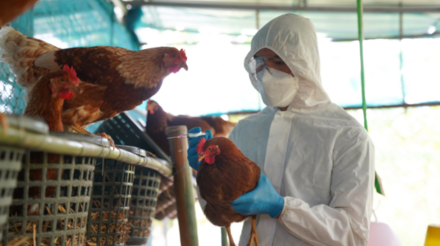 Surtos de influenza aviária são confirmados na Bulgária, Japão e África do Sul