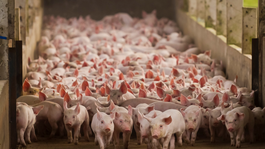Produção de carne suína deve crescer 23,2% até a próxima década no Brasil