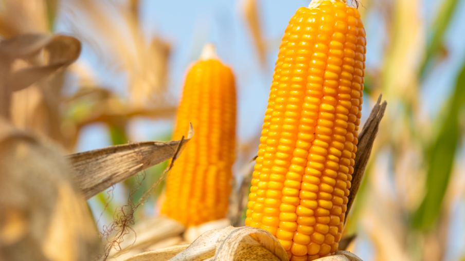 Colheita de milho alcança 58% da área no RS; preocupação com chuvas escassas para a soja