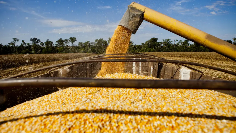 Preços do milho atingem menor nível desde outubro, segundo Cepea
