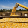 Colheita da segunda safra de milho acelera, mas preços permanecem firmes