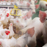 Produção de frangos e suínos registra queda nos custos em 2024, avalia Embrapa