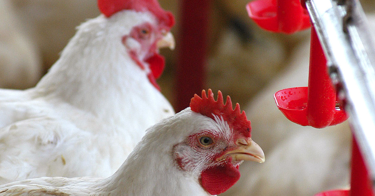 UK warns of rising salmonella cases UK warns of rising salmonella cases