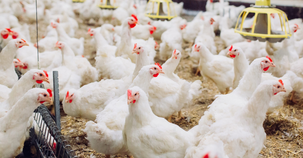 Changes in animal welfare standards create controversy Changes in animal welfare standards create controversy