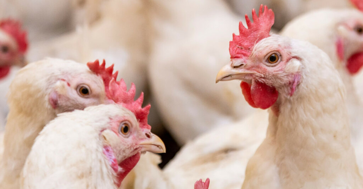Youth development in UK poultry farming is a new initiative in international production Youth development in UK poultry farming is a new initiative in international production