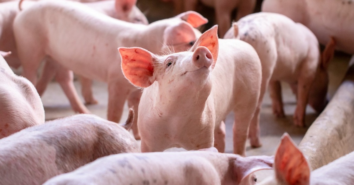 Abates de suínos na Itália em 2024 chegam em aproximadamente 100.000, devido à Peste Suína Africana