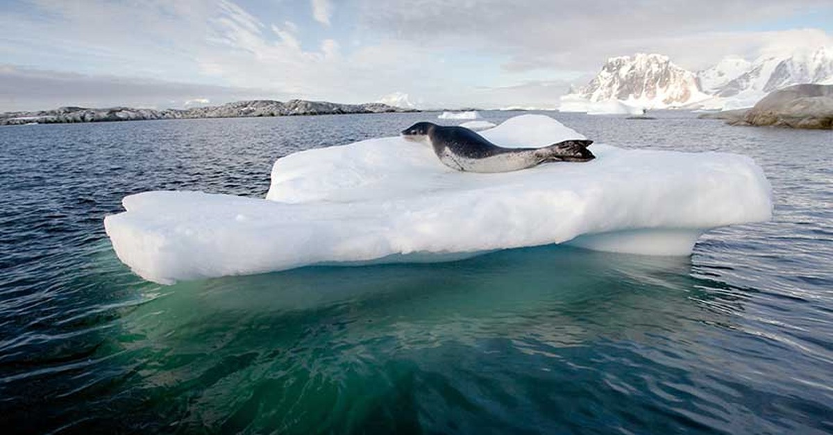 The UK has identified its first case of bird flu in mammals in the sub-Antarctic The UK has identified its first case of bird flu in mammals in the sub-Antarctic