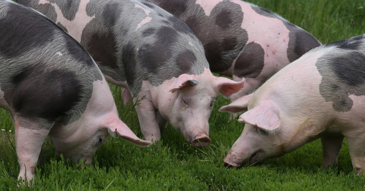 Pigs help build eco-house in England;  Find out how