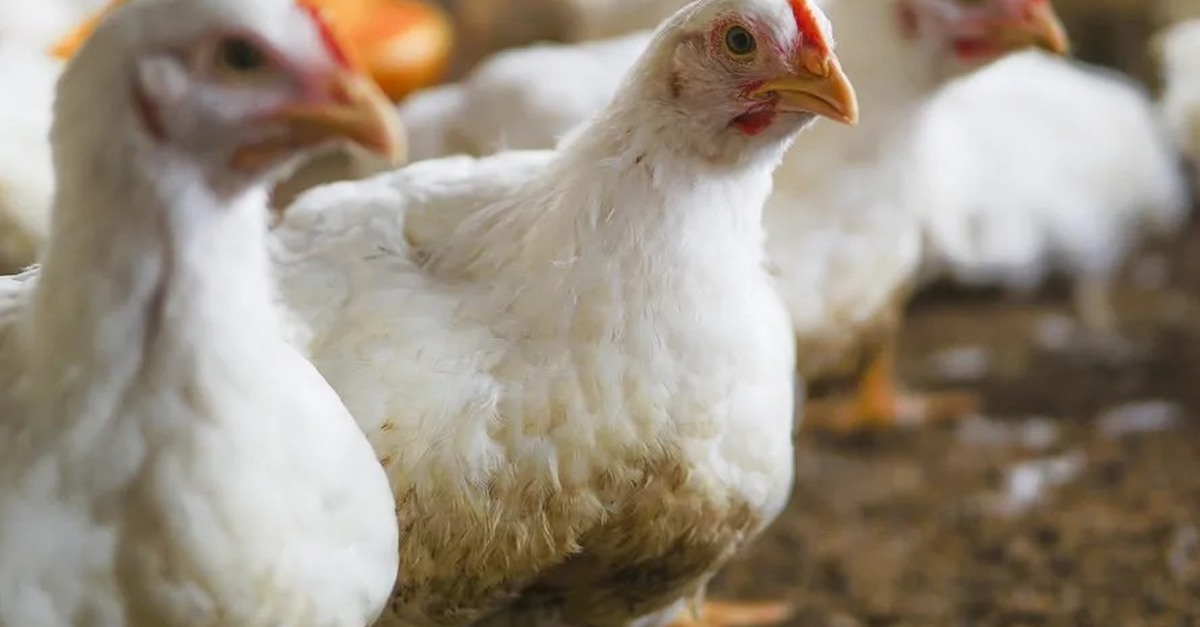 Novas regras veterinárias da Rússia limitam criação 'Free-range' de aves e impõem exceções para pequenas e orgânicas