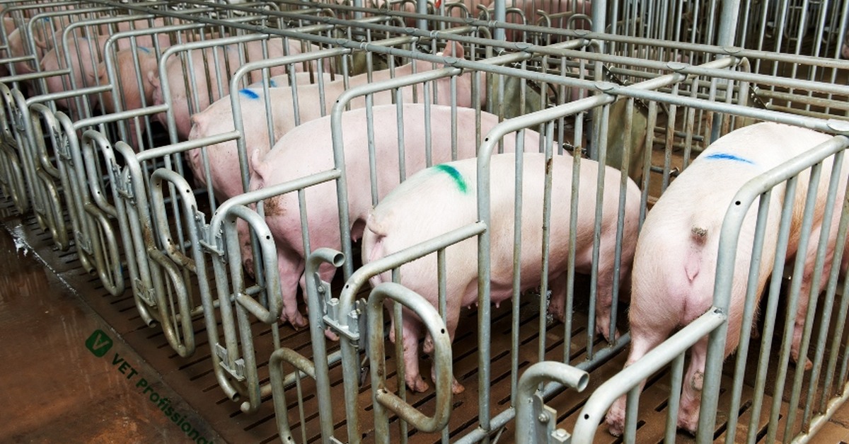 Mercado de Suínos: preço do vivo e da carcaça especial em queda em dezembro