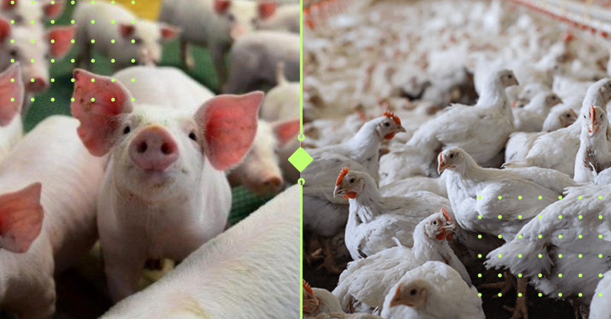 Crescimento da carne suína e de frango nos lares e o Impacto sanitário após o surto de Newcastle