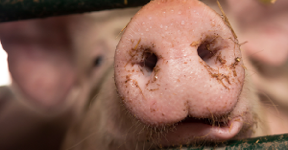 Cranswick consolida liderança na produção de suínos no Reino Unido com mais de 900.000 animais em granja