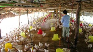 Avicultores da Bolivia piden reunión con el Gobierno para dar estabilidad a la producción de pollo