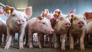 China iniciará a importação de carne suína da Rússia em 2024