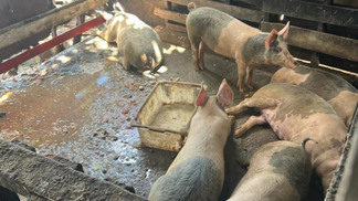 Órgãos fiscalizadores de Maceió (AL) realizam ação contra o abate clandestino de suínos