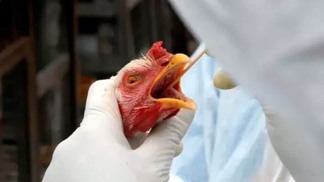 Japão detecta o primeiro caso de gripe aviária da temporada e planeja abater 40 mil aves