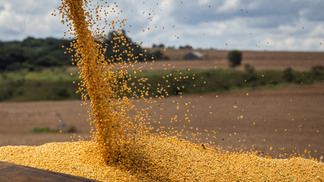 Mercado de milho brasileiro registra variações leves em março
