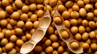 Exportação de soja brasileira inicia o mês 9% menor, segundo Secex