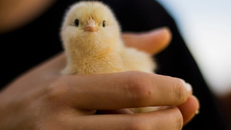 Exportação de genética avícola do Brasil bate recordes em 2023