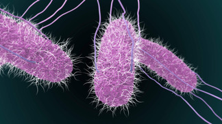 Pesquisadores da UTFPR/Toledo desenvolvem matriz inovadora para combate à Salmonella