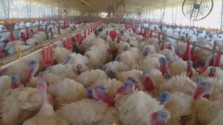 França registra gripe aviária em fazenda de perus em meio à onda de casos na Europa