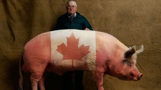 Produtores de carne suína do Canadá solicitam melhor acesso a antimicrobianos