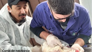 Curso de necropsia em aves prepara mais de 200 médicos-veterinários