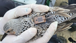 Gripe aviária: volta de aves migratórias deixa autoridades em alerta