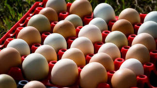 Mercados de ovos e grãos: tendências atuais e impactos futuros