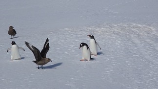 Gripe aviária: pela primeira vez Antártida continental tem registros do vírus