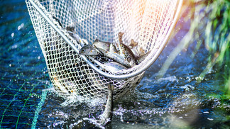 Trouts fishing with coopnet. Fish caught into a fishing net.