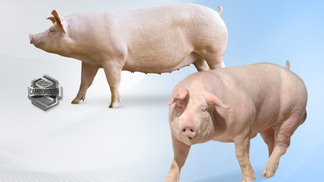 Agroceres PIC e Copercampos ampliam parceria para multiplicação de suínos de alto valor genético