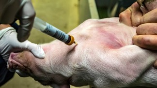 Empresa de genética Genus, aproxima-se da criação de suínos resistentes à PRRS