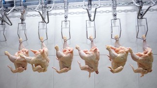 Controvérsia sobre velocidade de linha em processamento de aves nos EUA prossegue com ações judiciais