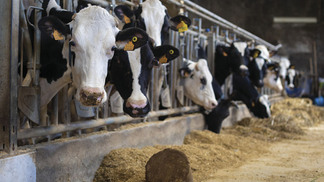 Surto de influenza aviária em vacas leiteiras nos EUA acende alerta para saúde animal