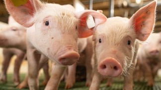 Variação nos preços da carne suína e do suíno vivo marca a segunda metade de março, avalia Cepea