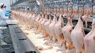 Paraná continua líder em exportações de carne de frango por uma década