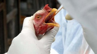 União Europeia avalia controle brasileiro da influenza aviária