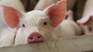 USDA revisa estimativas para a produção de carne suína no Canadá em 2024