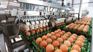 Paraná registra crescimento de 72% na produção de ovos em dez anos